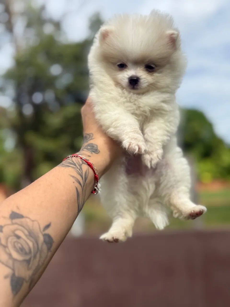 Filhote de Spitz Alemão Branco anao- Pelúcia de 4 Patas - Foto 2