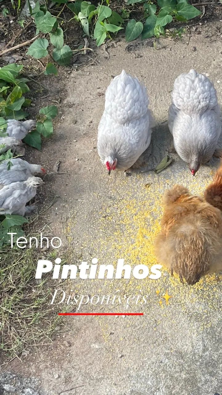 Frango | Mini Cochin | cor lavanda