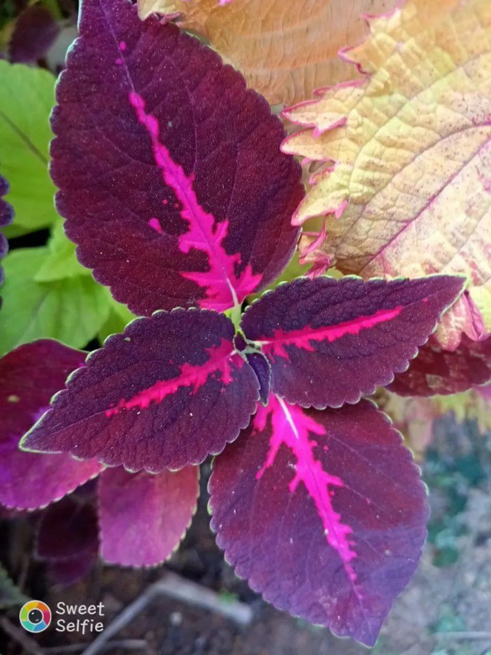 Lindas mudas e estacas de coleus ? - Foto 5