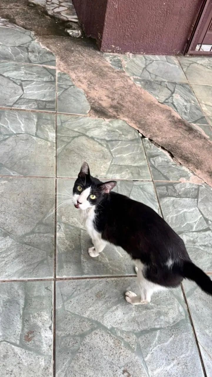 Gato castrado para adoção  - Foto 4