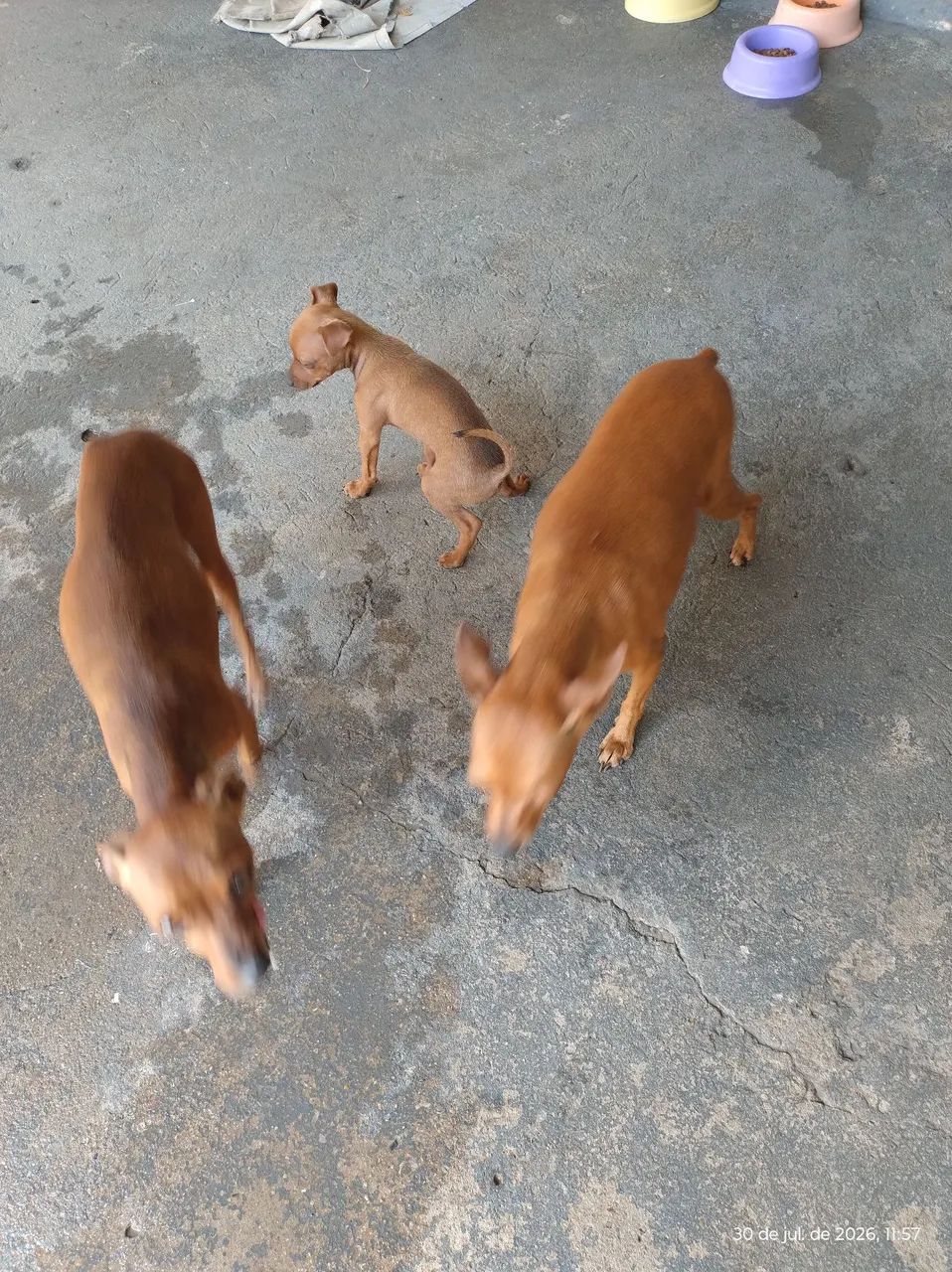 Cachorro  - Foto 2