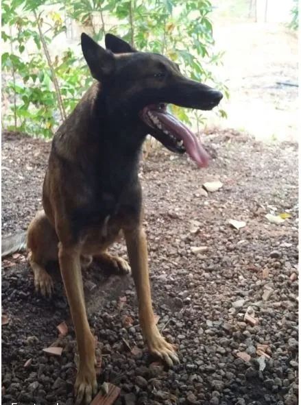 FILHOTES PASTOR MALINOIS - Foto 4