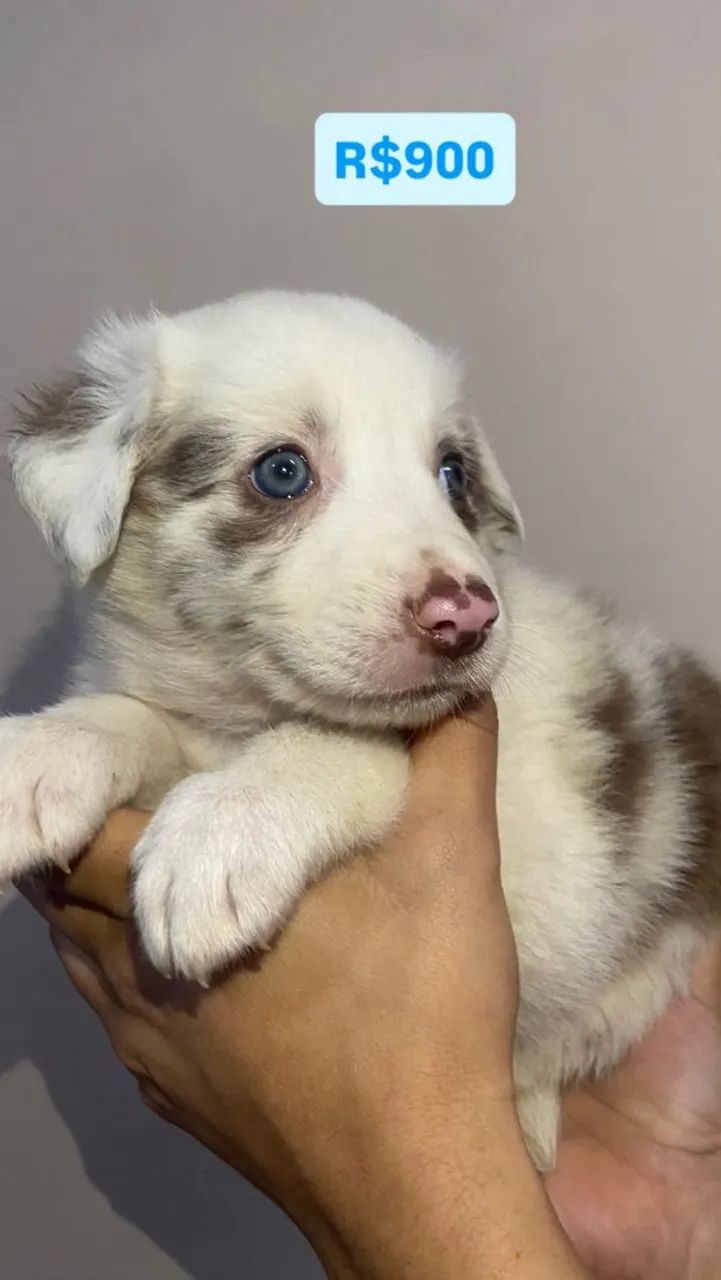 Border collie macho merle  - Foto 2