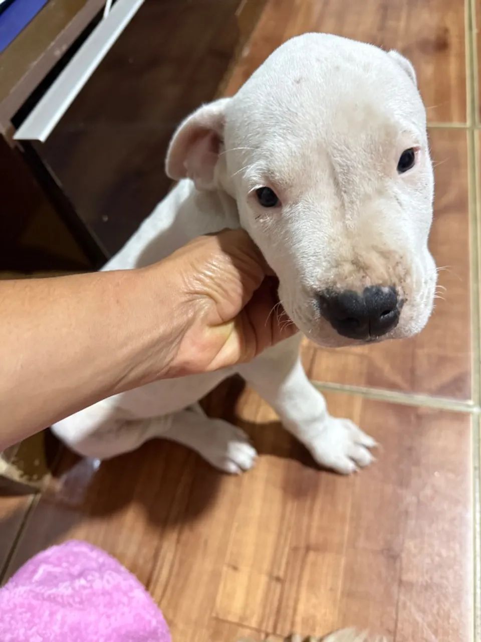 Dogo Argentino  - Foto 4