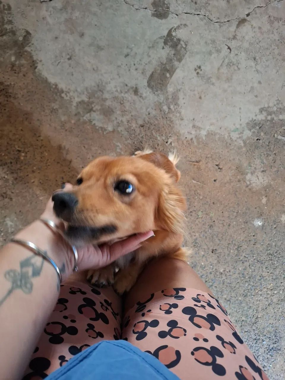 Cachorro vira lata