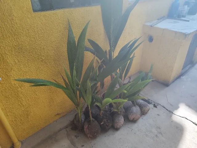 mudas de coqueiro