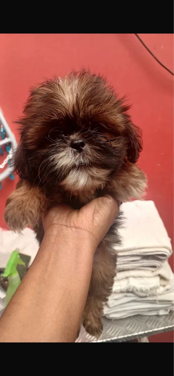 Shih-tzu com 60 dias vacinada 