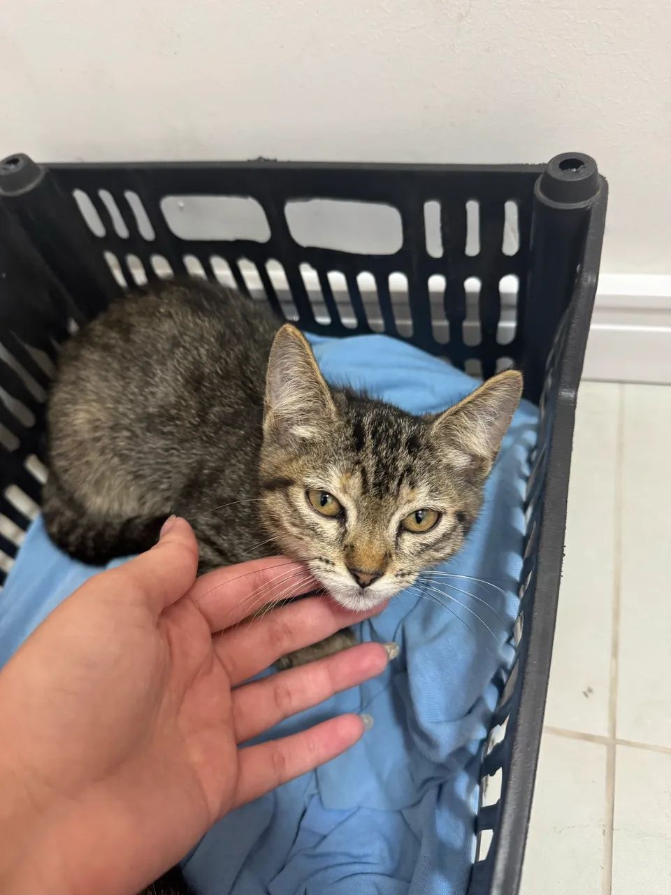 Doação gato - Foto 2