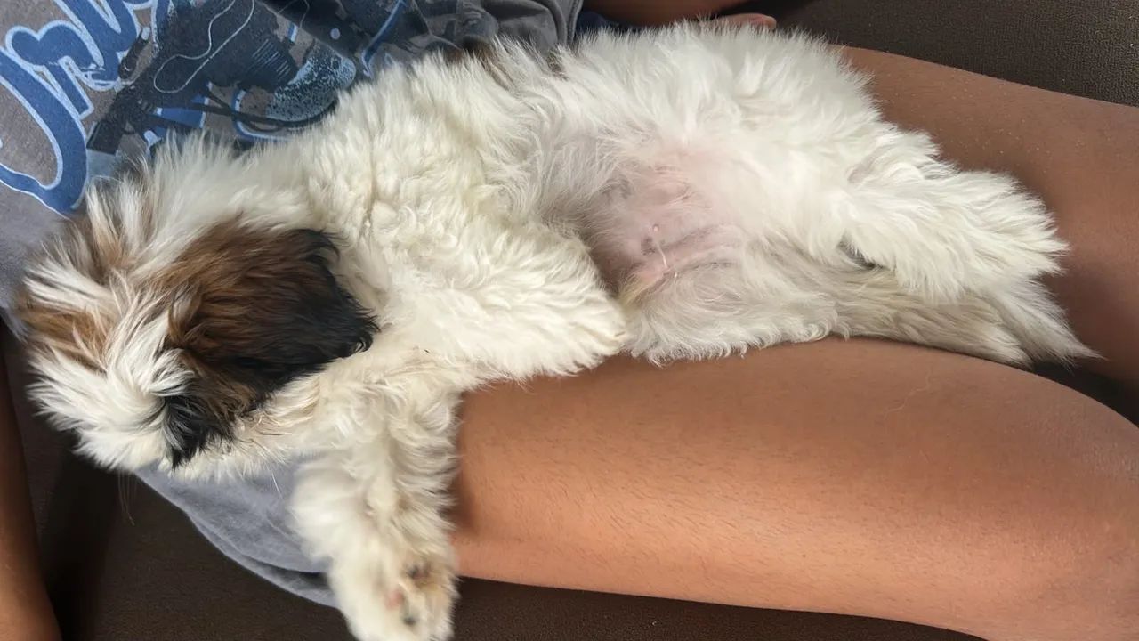 Cachorro Shitzu - Foto 5