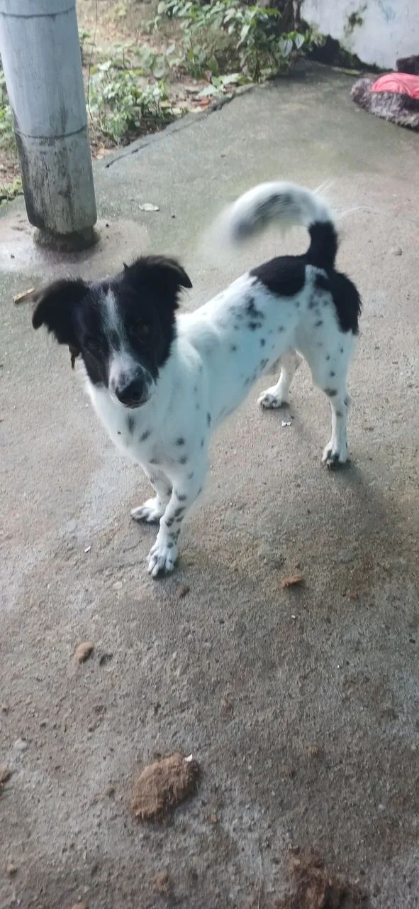 Doação de 2 Cachorros - Foto 3
