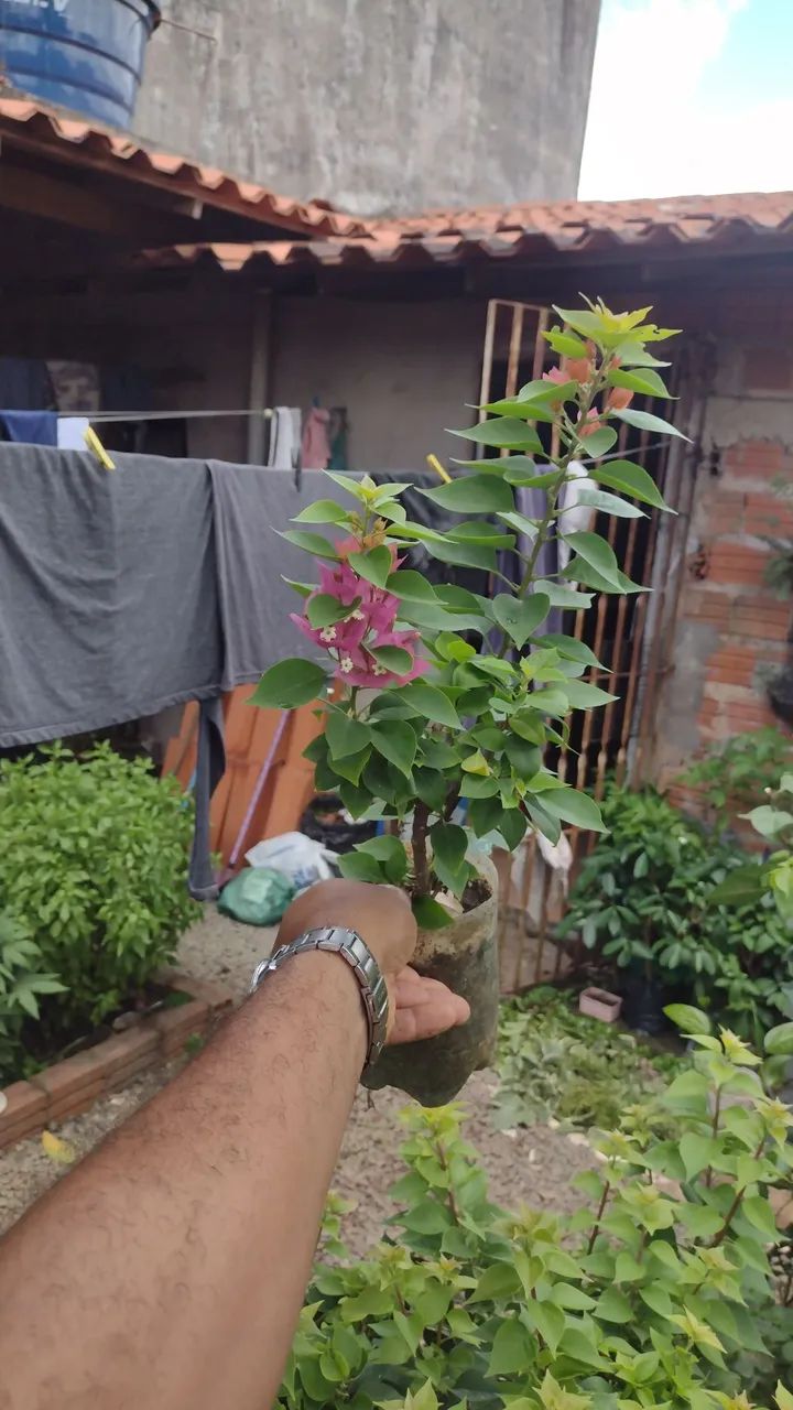 Primavera/buganville  - Foto 3