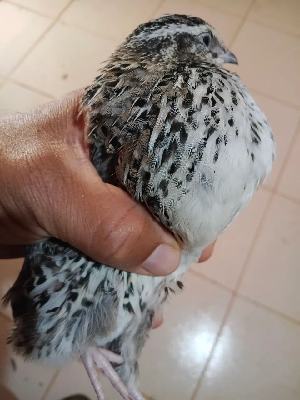 Vendo lindas codornas gigantes 15 reais a unidade , já em postura , são novas. - Foto 3
