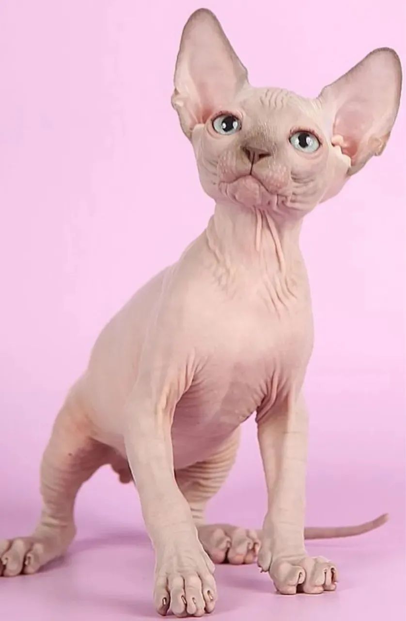 Sphynx