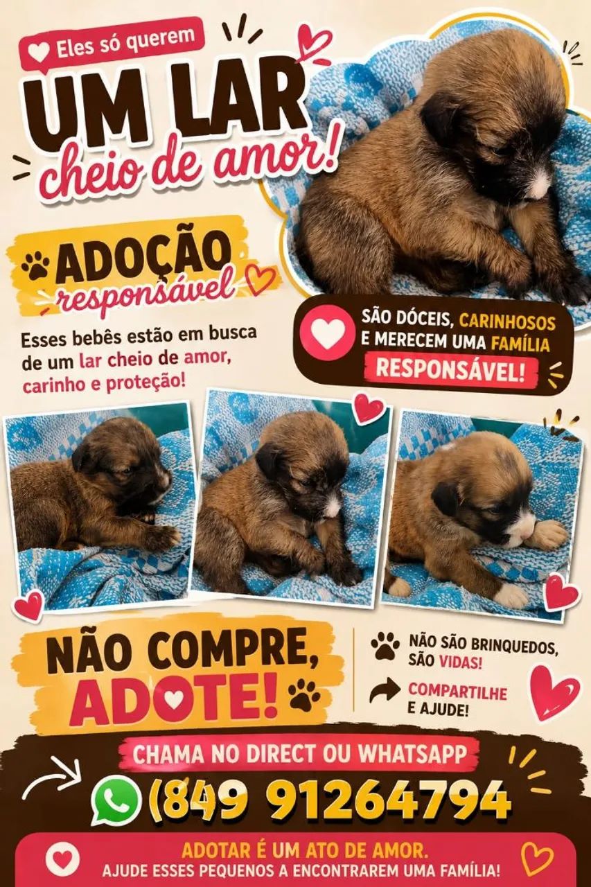 Adoção de cães 
