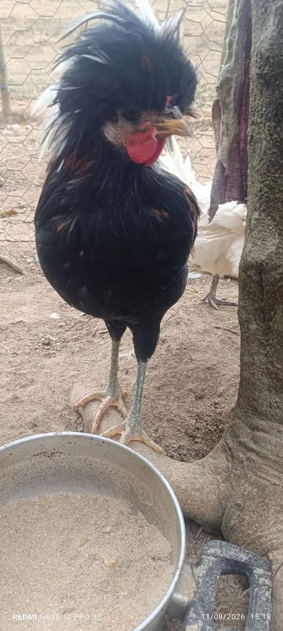 Vendo frango polonês  - Foto 4