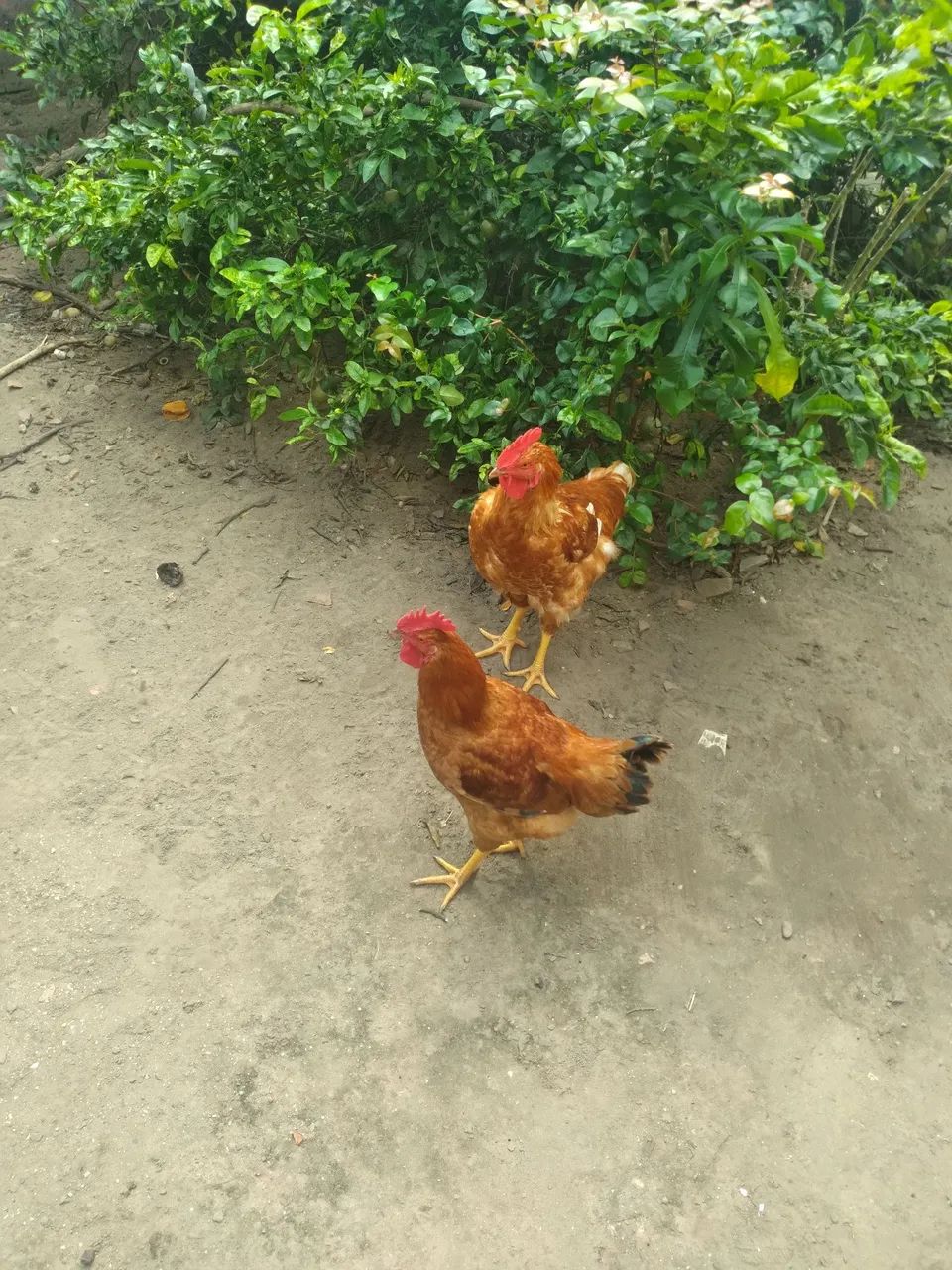 Galinha