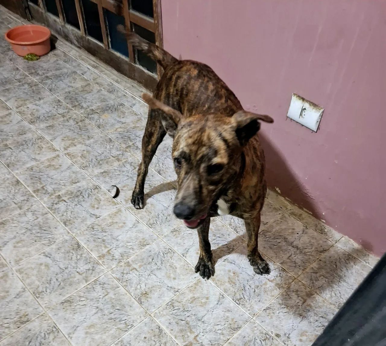 Cachorro para adoção  - Foto 3
