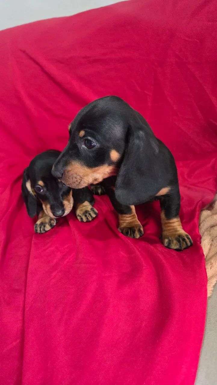 Dachshund machinhos  - Foto 5