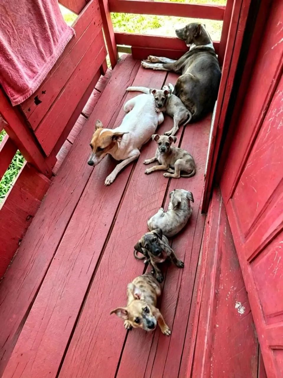 Doação de cachorrinhos  - Foto 2