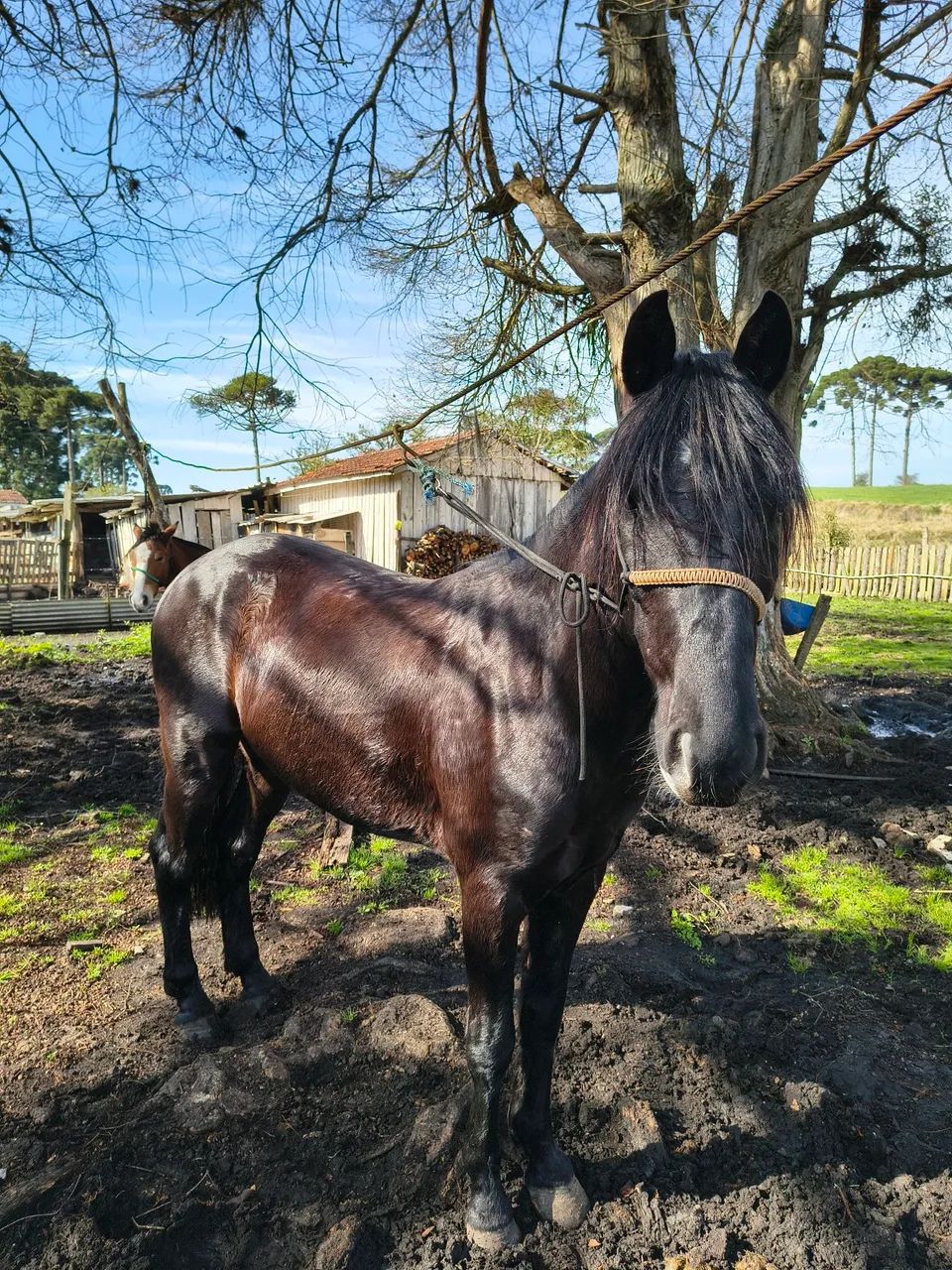 Cavalo preto
