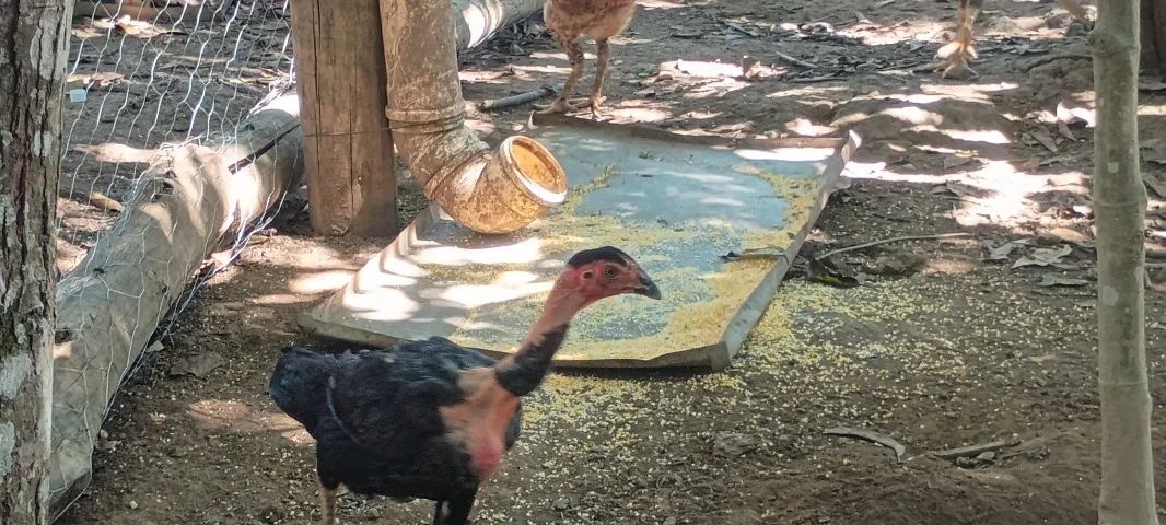 Frango caipira  - Foto 4