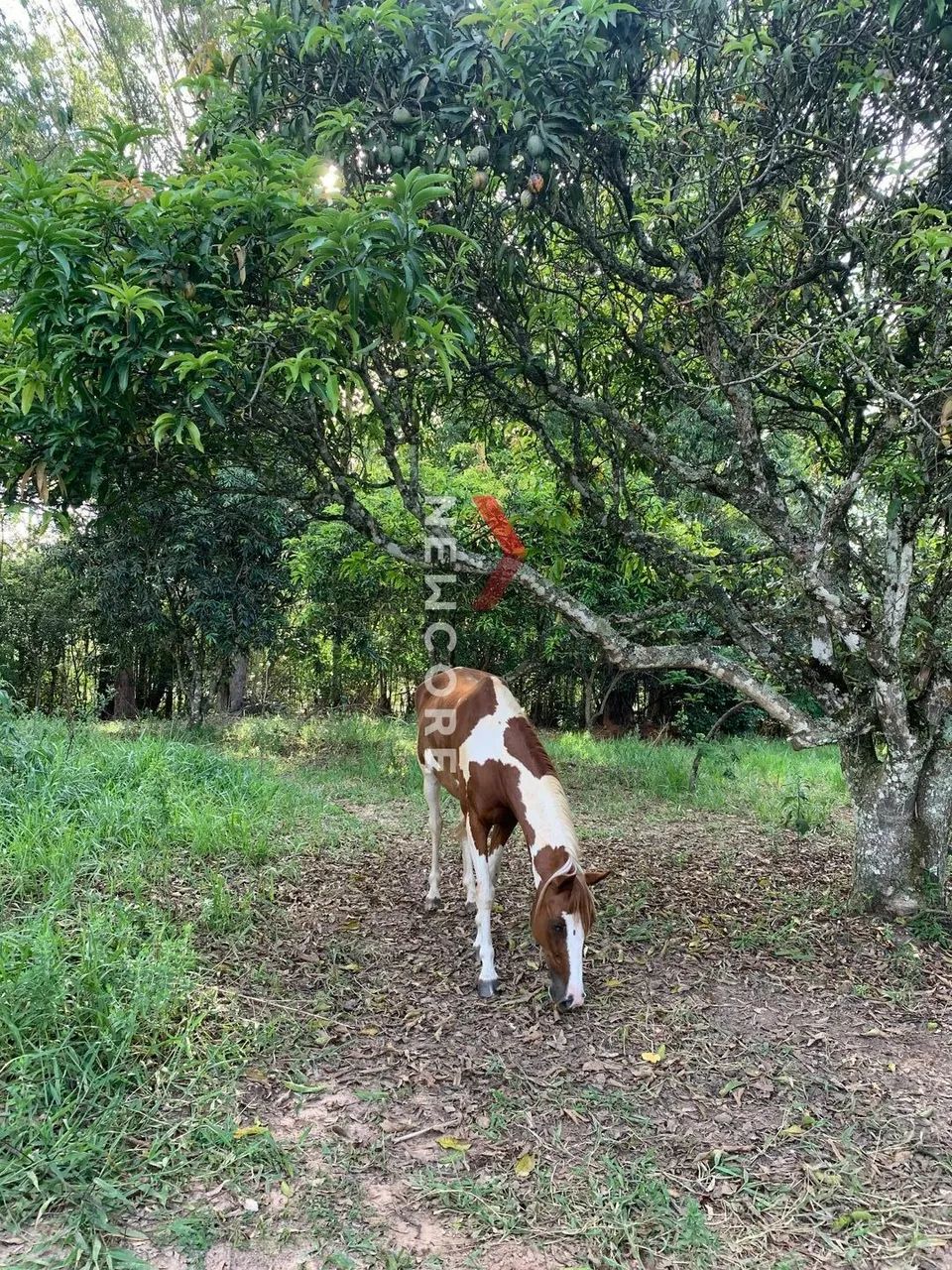 Chácara em Pardinho - Centro - Pardinho/SP - Foto 5