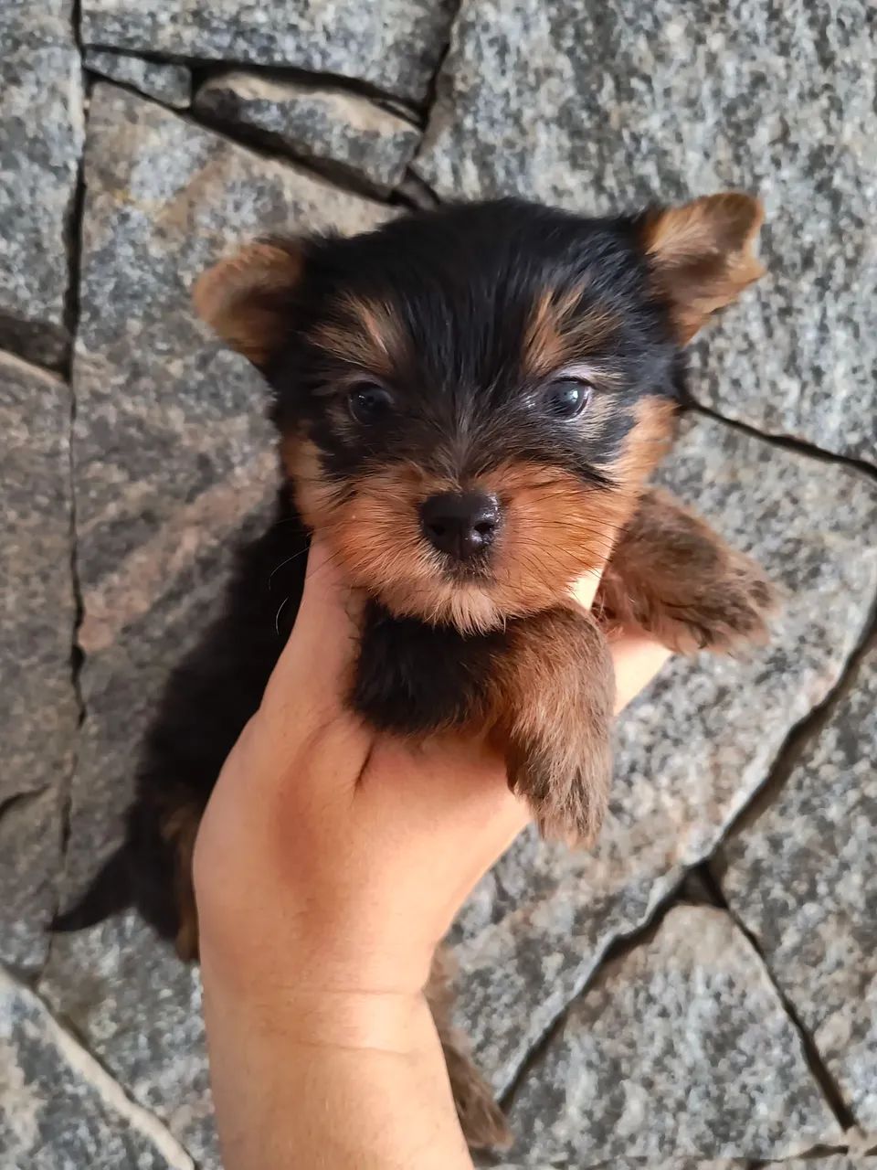 Yorkshire mini