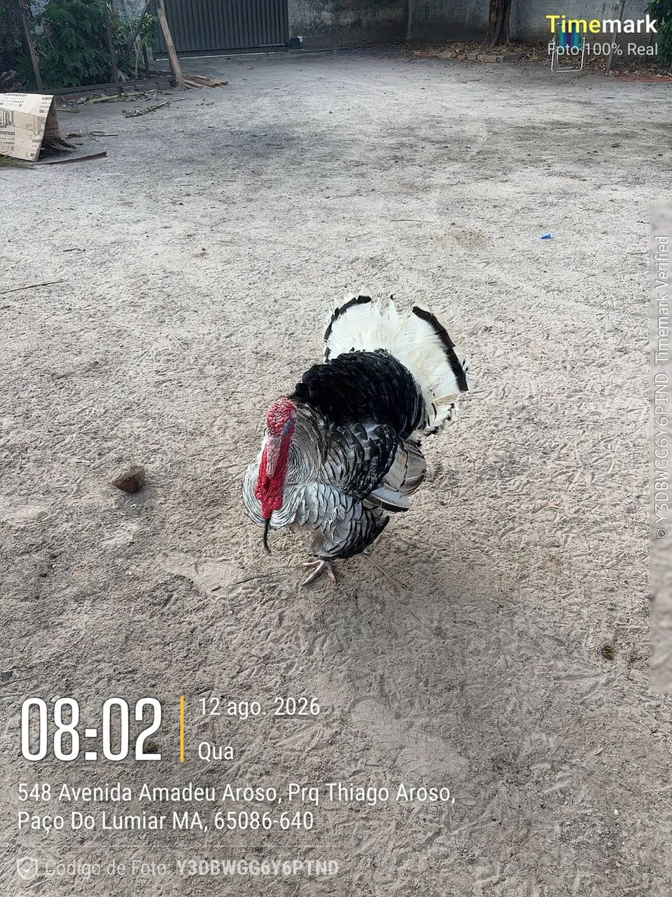 Perus a venda - Foto 2