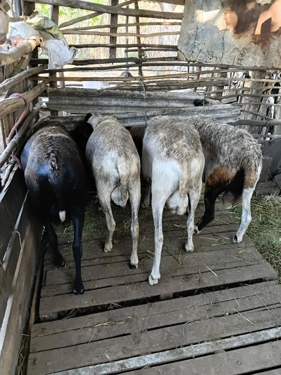 Ovelha  - Foto 2