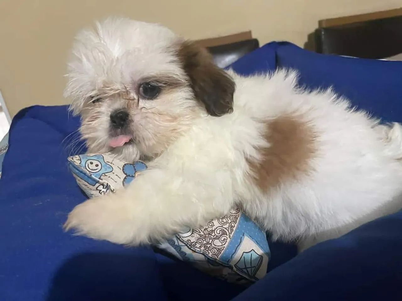 Shihtzu macho.  - Foto 4
