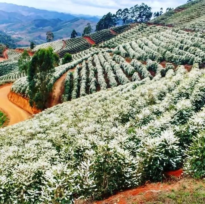 CASEIRO -APOSENTADO - CONTRATO TRABALHO