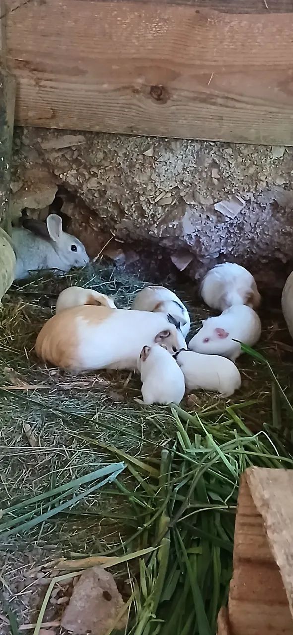 Coelhos e porquinhos  da india - Foto 3