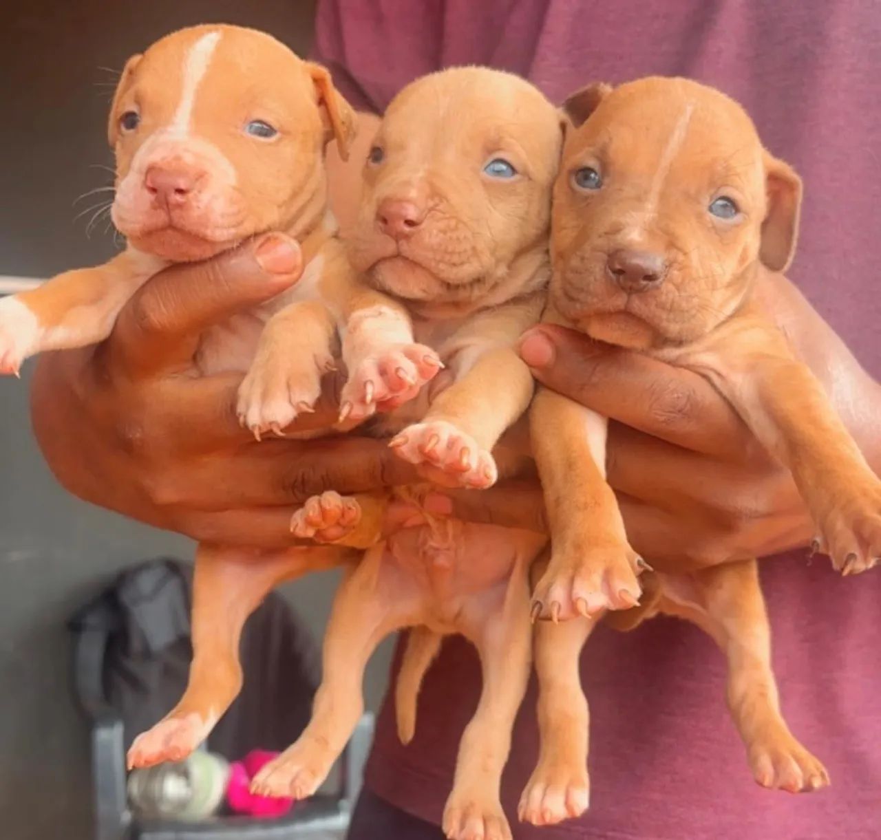  filhote Pitbull  - Foto 3