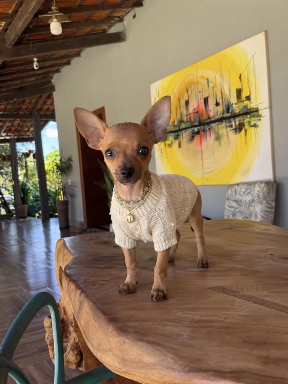 Bbs de pinscher  - Foto 4
