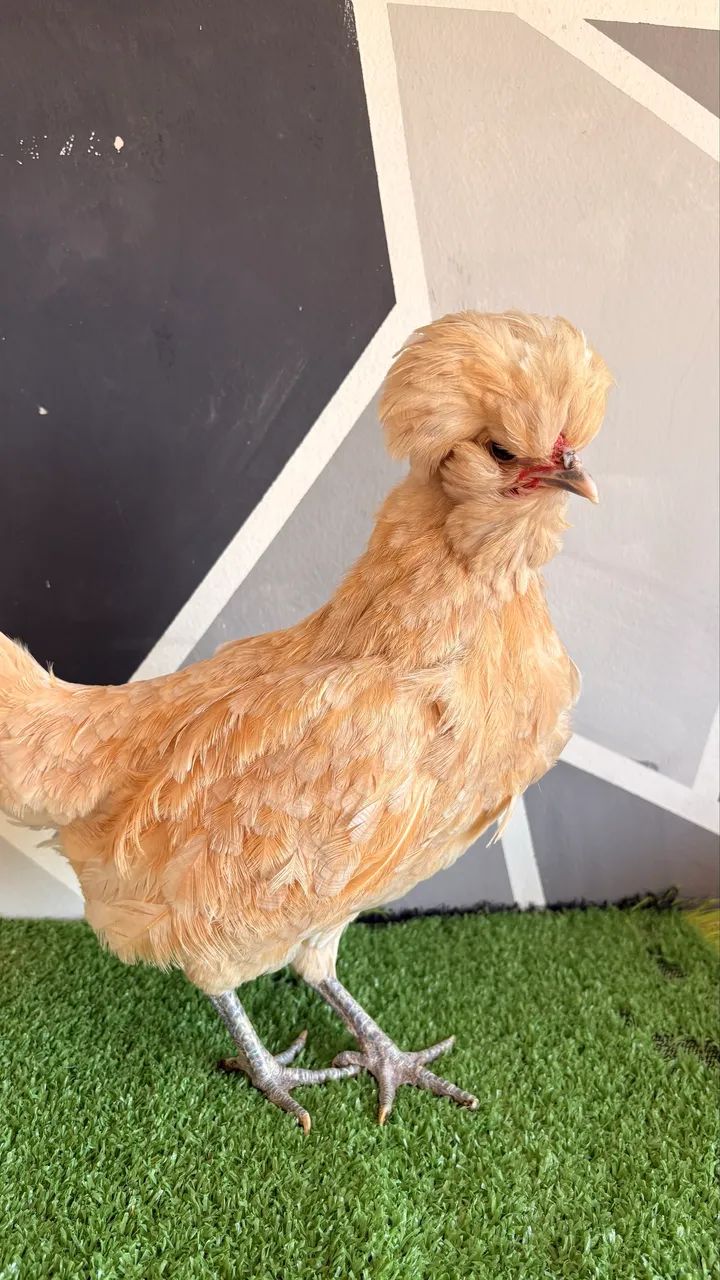 Galinha polonesa - Foto 2