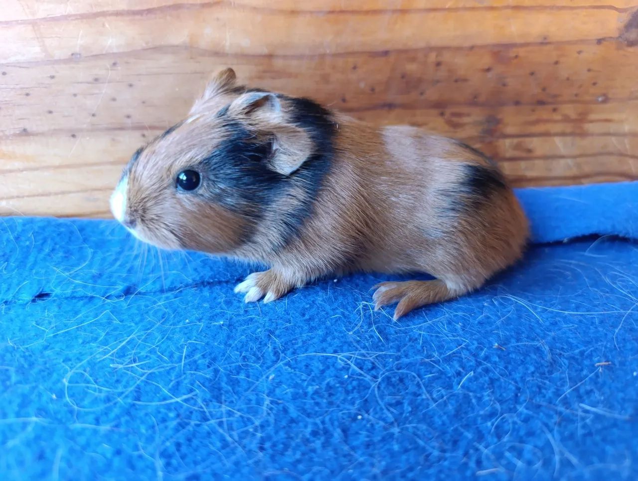 Porquinhos da Índia! - Foto 4