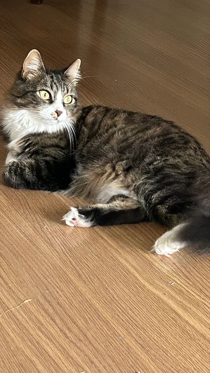 Linda gatinha para adoção  - Foto 3