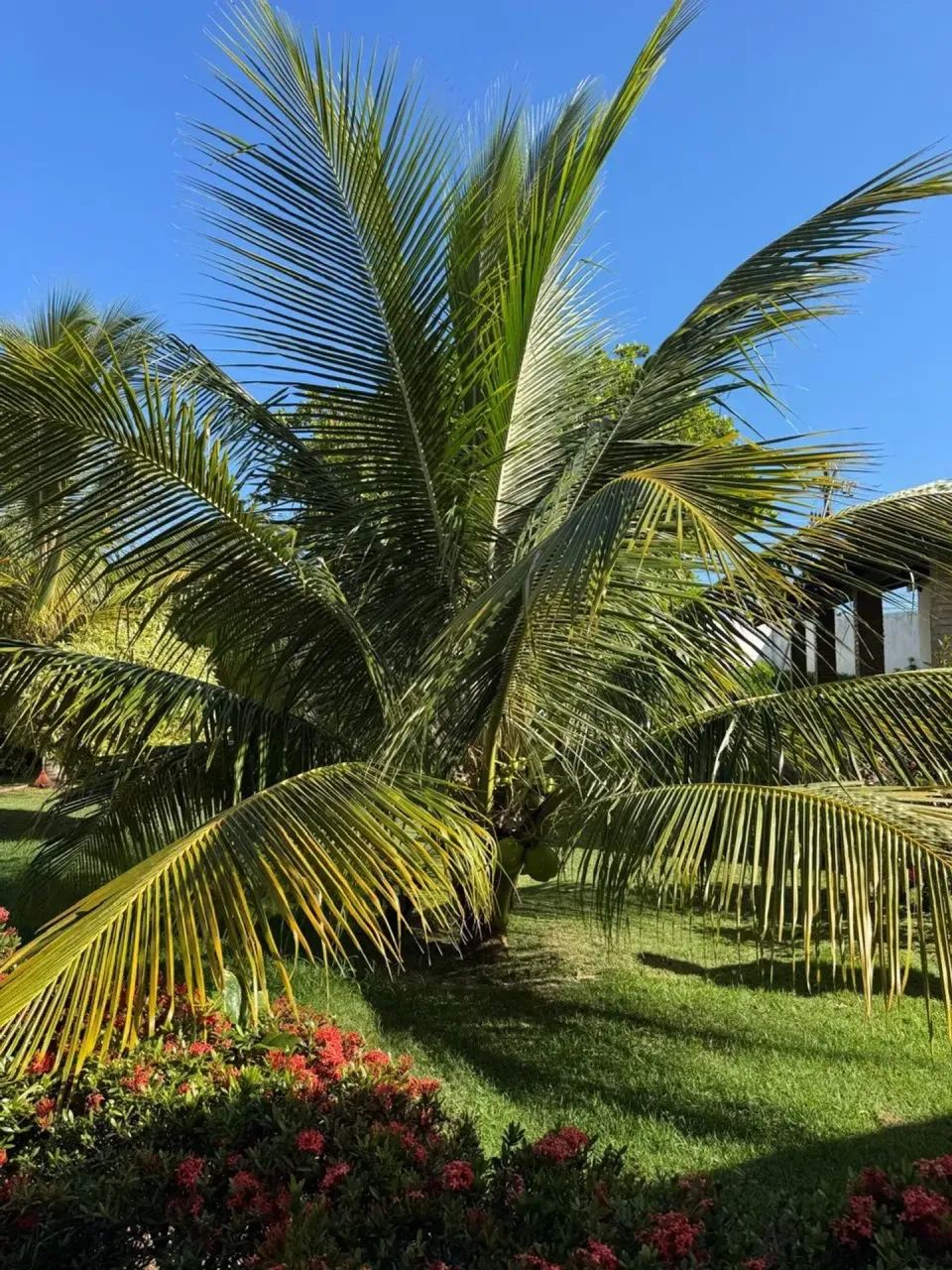 Chácara à venda no Mosqueiro - Foto 2