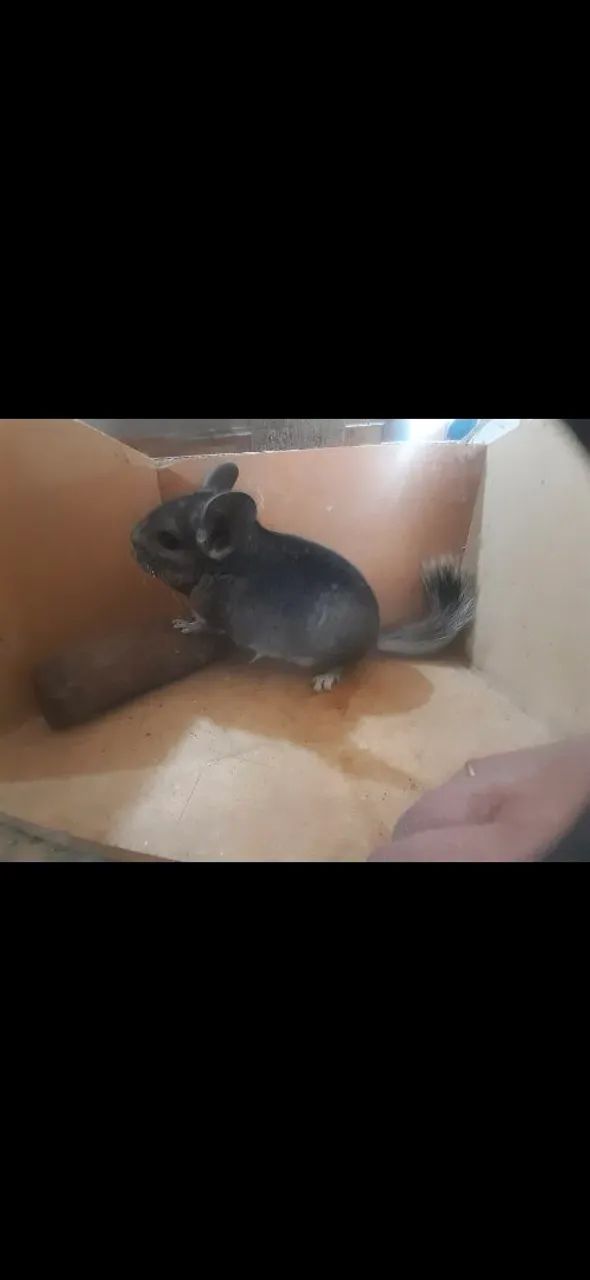 Filhotes de chinchilas standard - Foto 2