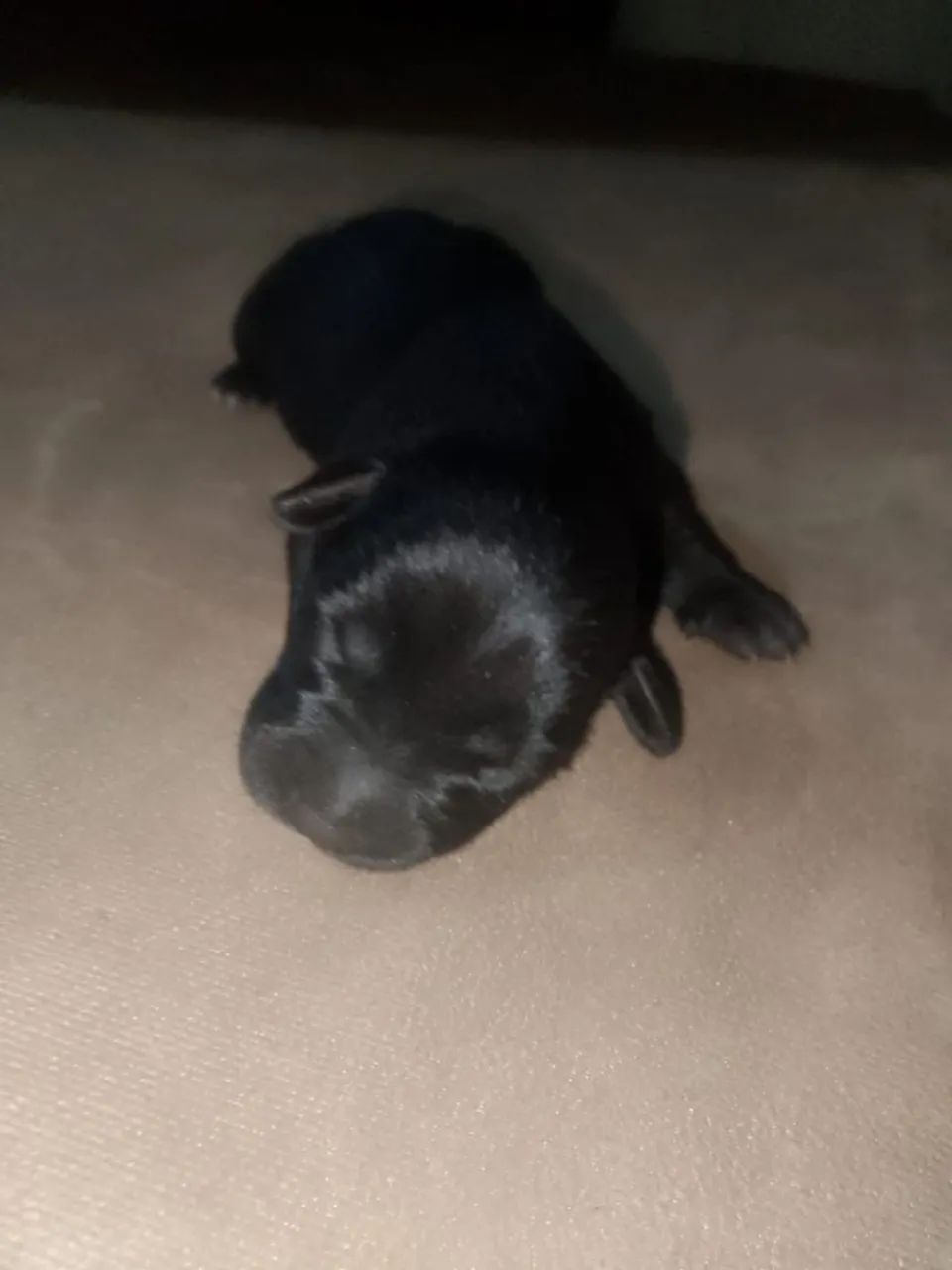 Doação de cachorrinhos  - Foto 5