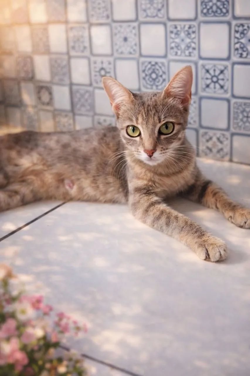 Doação responsavel, gatinhos  - Foto 3