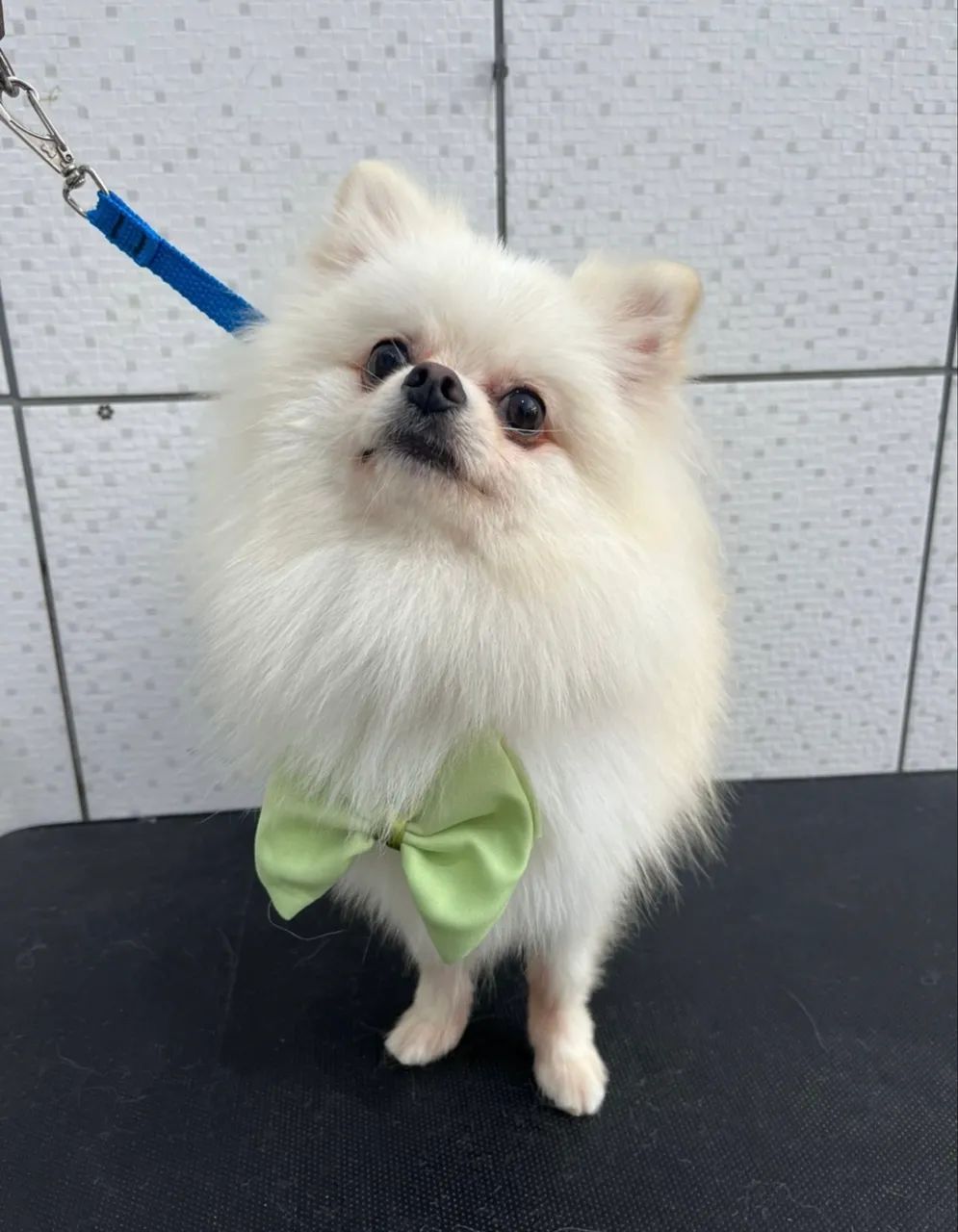 Spitz macho  - Foto 2