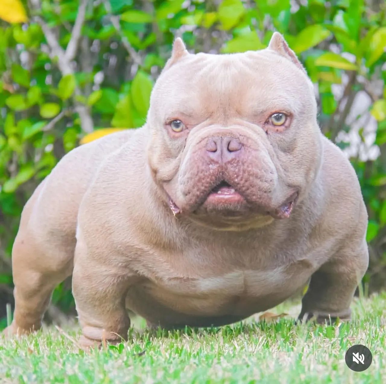 Exotic Bully  - Foto 5