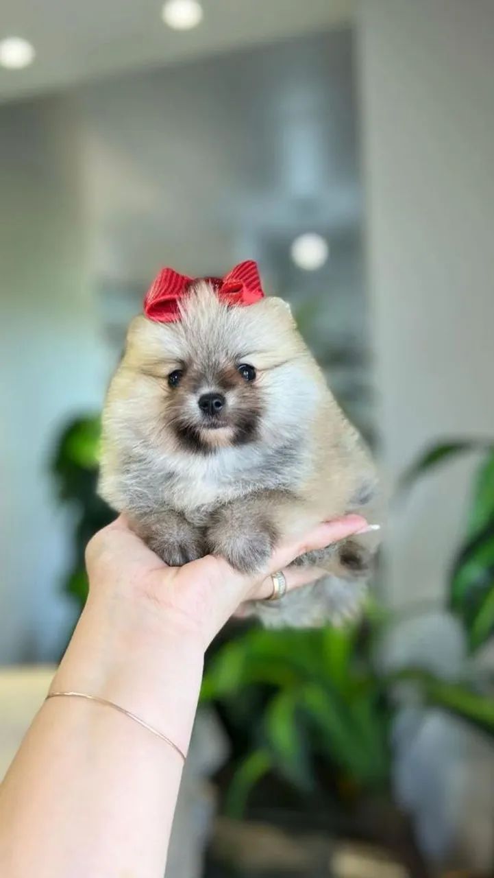 Lulu da Pomerânia baby face  - Foto 6