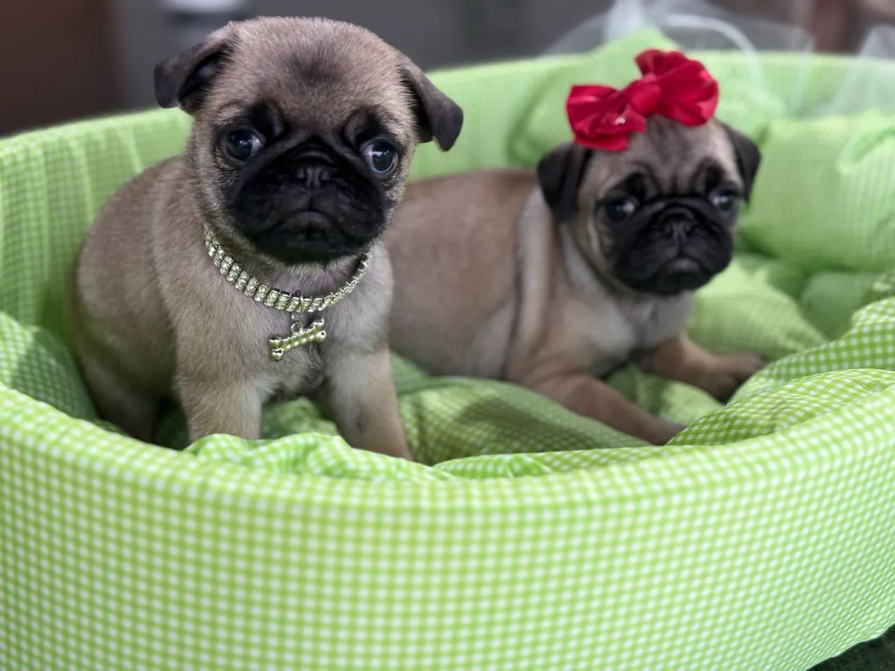 FILHOTE PUG - Foto 4