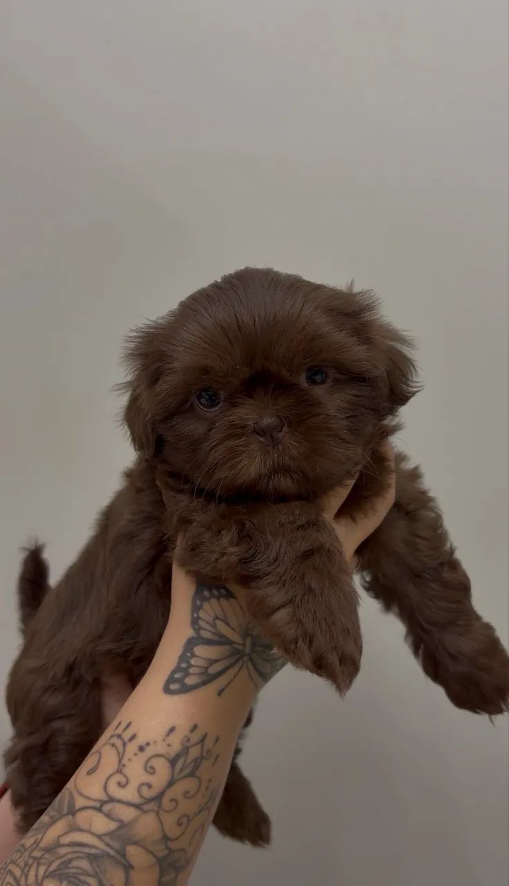 Filhote Shih Tzu chocolate FÊMEA  - Foto 2