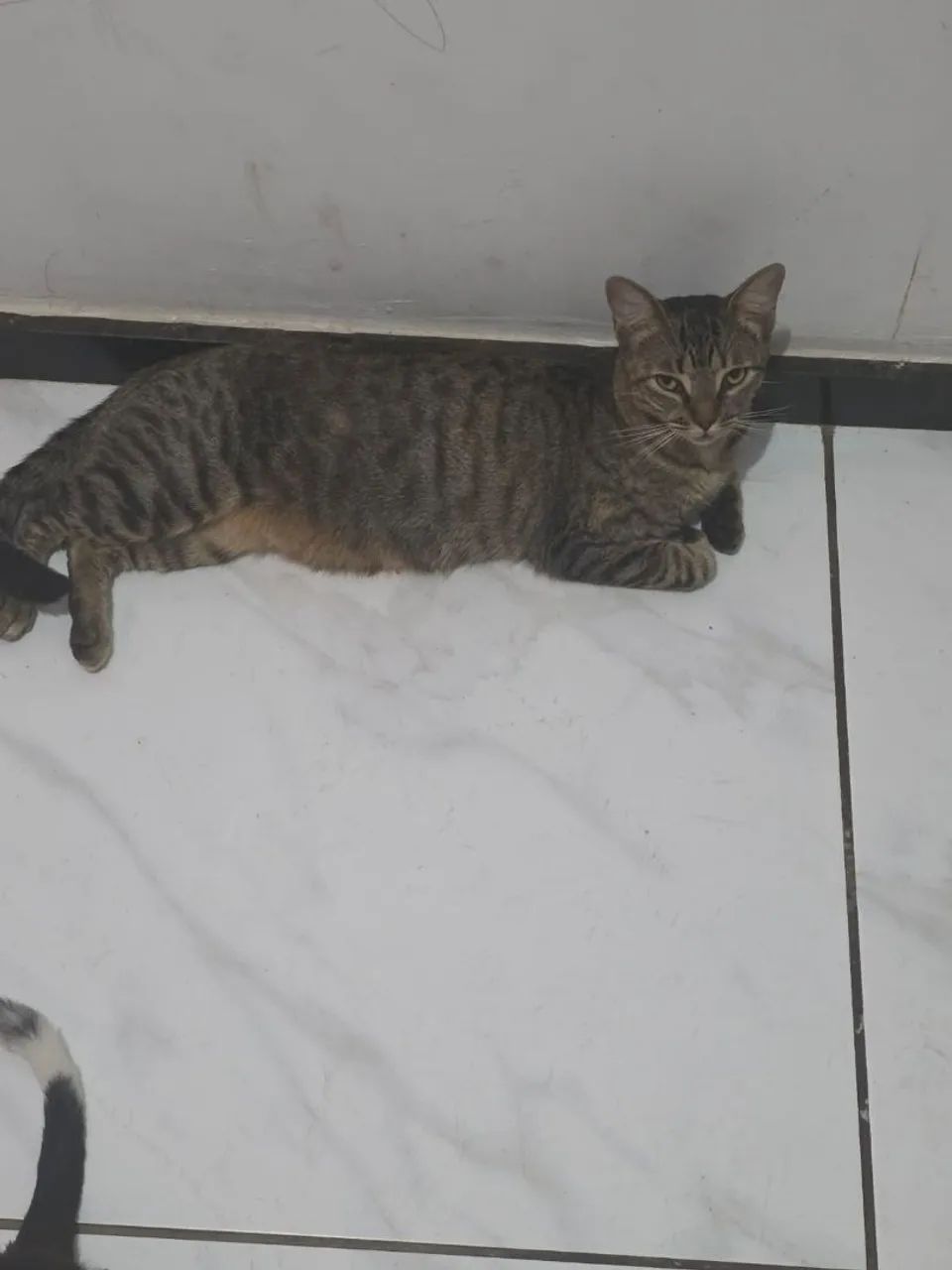 Doa si 3 gatinhas castradas - Foto 2