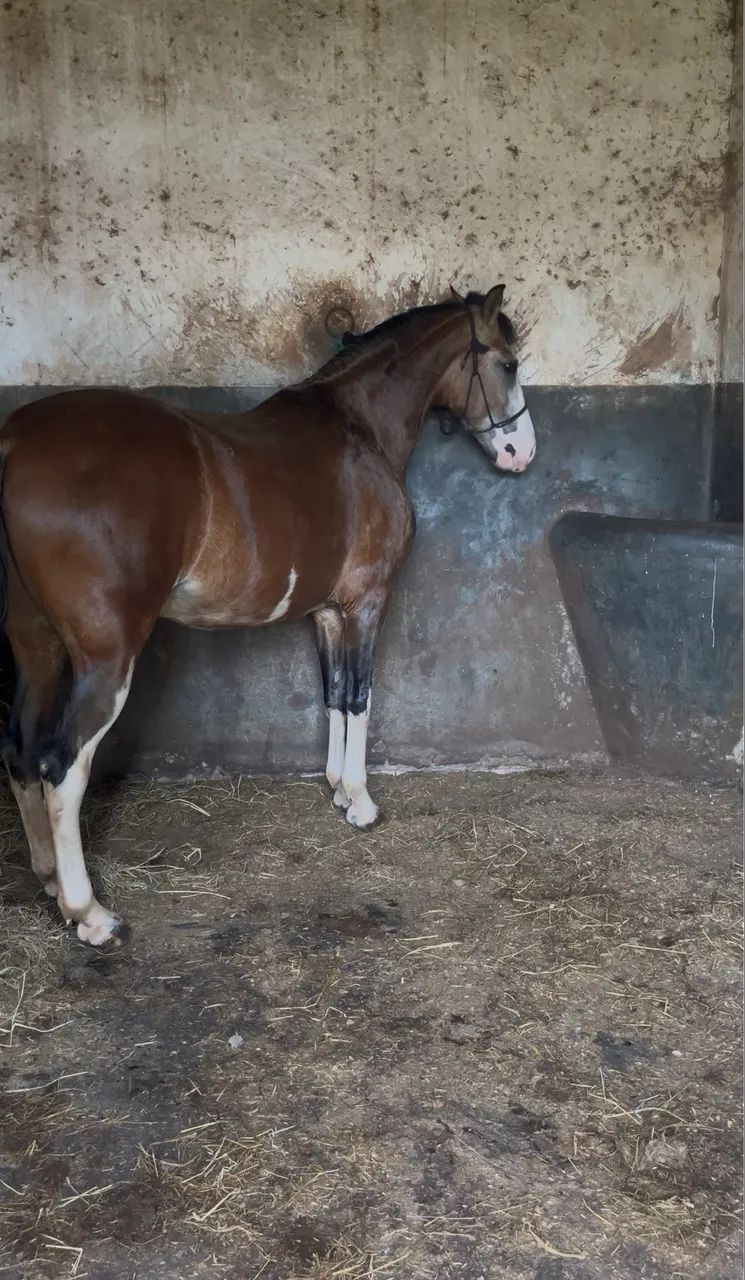 Cavalo Mangalarga - Foto 4