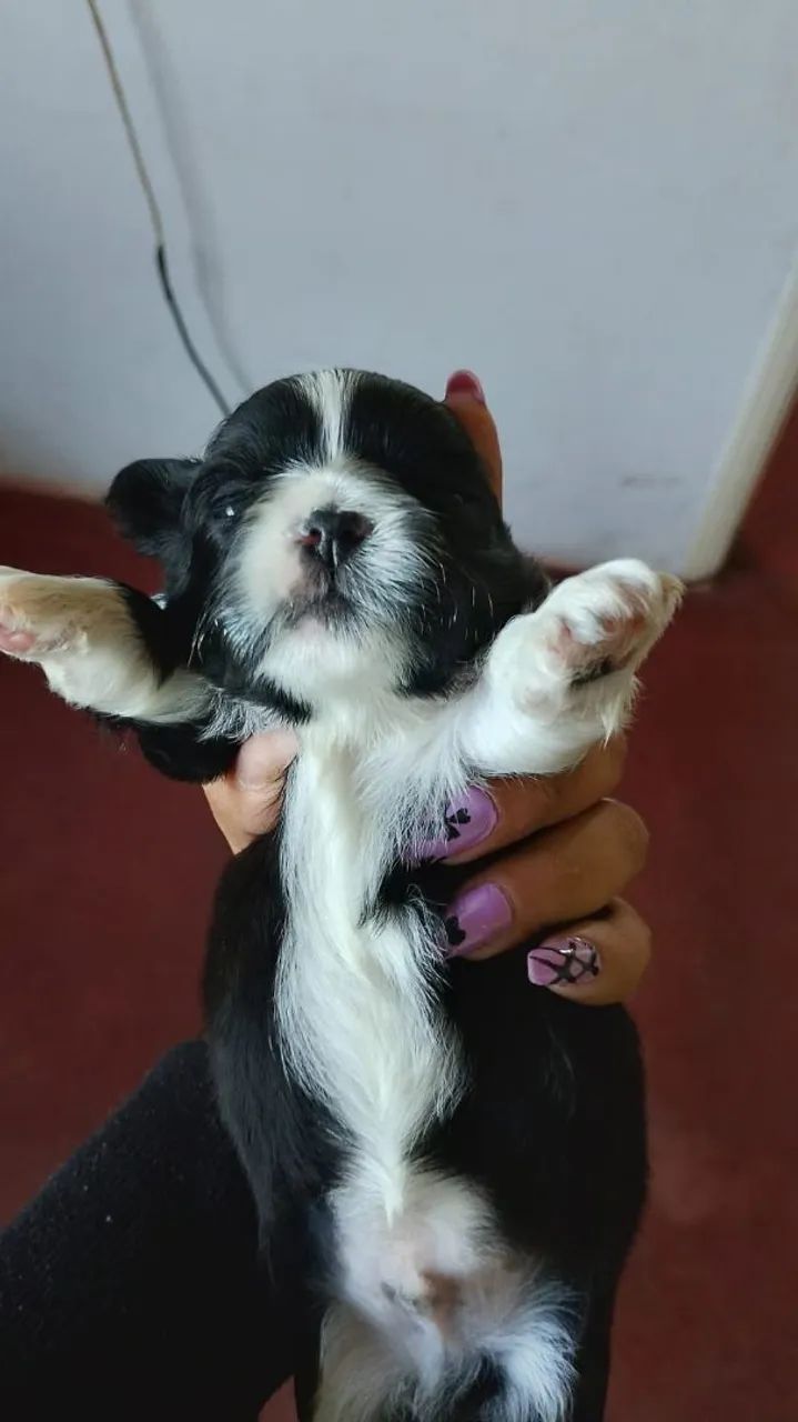 Shitzu  - Foto 3
