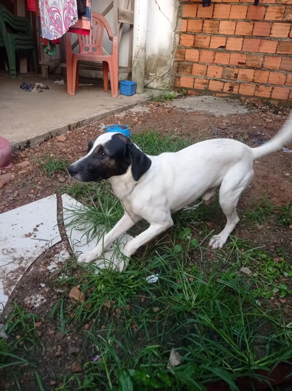 Cachorro